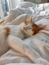 PEPINO, Katze, Hauskatze in Emden - Bild 2