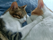 PEPINO, Katze, Hauskatze in Emden - Bild 3