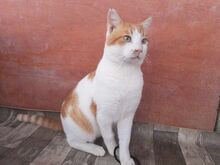 PEPINO, Katze, Hauskatze in Emden - Bild 5