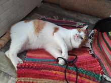 PEPINO, Katze, Hauskatze in Emden - Bild 6