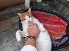PEPINO, Katze, Hauskatze in Emden - Bild 7