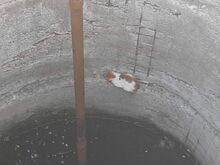 PEPINO, Katze, Hauskatze in Emden - Bild 8