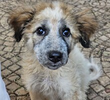 CORA, Hund, Mischlingshund in Italien - Bild 1