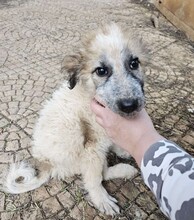 CORA, Hund, Mischlingshund in Italien - Bild 10