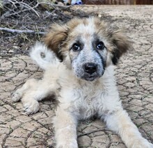 CORA, Hund, Mischlingshund in Italien - Bild 11