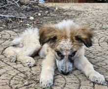 CORA, Hund, Mischlingshund in Italien - Bild 12