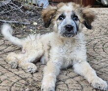 CORA, Hund, Mischlingshund in Italien - Bild 13