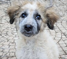 CORA, Hund, Mischlingshund in Italien - Bild 14