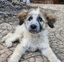 CORA, Hund, Mischlingshund in Italien - Bild 2