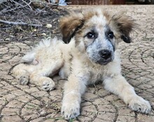 CORA, Hund, Mischlingshund in Italien - Bild 3