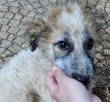 CORA, Hund, Mischlingshund in Italien - Bild 5