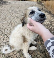 CORA, Hund, Mischlingshund in Italien - Bild 8