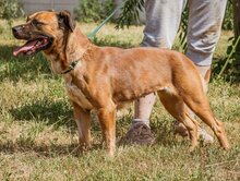 IZABELL, Hund, Mischlingshund in Ungarn - Bild 1