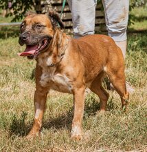 IZABELL, Hund, Mischlingshund in Ungarn - Bild 2