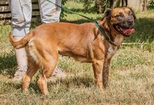 IZABELL, Hund, Mischlingshund in Ungarn - Bild 3