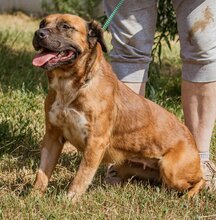 IZABELL, Hund, Mischlingshund in Ungarn - Bild 4