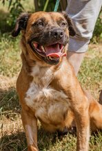 IZABELL, Hund, Mischlingshund in Ungarn - Bild 5