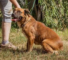 IZABELL, Hund, Mischlingshund in Ungarn - Bild 6