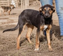 DENI, Hund, Mischlingshund in Ungarn - Bild 2