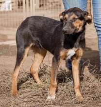 DENI, Hund, Mischlingshund in Ungarn - Bild 3