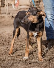 DENI, Hund, Mischlingshund in Ungarn - Bild 4