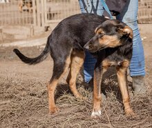 DENI, Hund, Mischlingshund in Ungarn - Bild 5