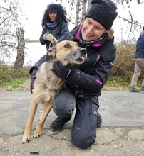 REKEDTINA, Hund, Mischlingshund in Ungarn - Bild 2