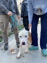 KUBA, Hund, Mischlingshund in Ungarn - Bild 10