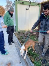 KUBA, Hund, Mischlingshund in Ungarn - Bild 7