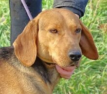 FIONA, Hund, Deutsche Bracke-Mix in Rumänien - Bild 1