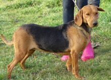 FIONA, Hund, Deutsche Bracke-Mix in Rumänien - Bild 2