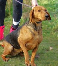 FIONA, Hund, Deutsche Bracke-Mix in Rumänien - Bild 3