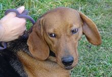 FIONA, Hund, Deutsche Bracke-Mix in Rumänien - Bild 4