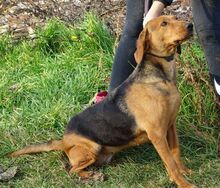 FIONA, Hund, Deutsche Bracke-Mix in Rumänien - Bild 5