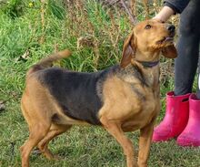 FIONA, Hund, Deutsche Bracke-Mix in Rumänien - Bild 6