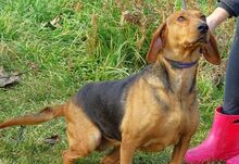 FIONA, Hund, Deutsche Bracke-Mix in Rumänien - Bild 7