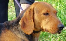 FIONA, Hund, Deutsche Bracke-Mix in Rumänien - Bild 9