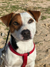 JACK, Hund, Jack Russell Terrier-Mix in Portugal - Bild 1