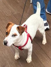 JACK, Hund, Jack Russell Terrier-Mix in Portugal - Bild 2