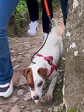 JACK, Hund, Jack Russell Terrier-Mix in Portugal - Bild 3