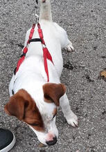 JACK, Hund, Jack Russell Terrier-Mix in Portugal - Bild 4