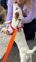 JACK, Hund, Jack Russell Terrier-Mix in Portugal - Bild 5