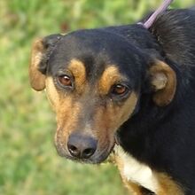 WENDY, Hund, Mischlingshund in Rumänien - Bild 1