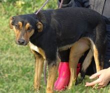 WENDY, Hund, Mischlingshund in Rumänien - Bild 6