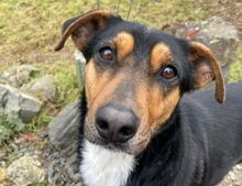 WENDY, Hund, Mischlingshund in Windeck