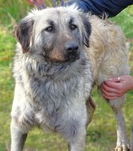 SONJA, Hund, Mischlingshund in Rumänien - Bild 3