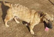 EINSTEIN, Hund, Mischlingshund in Portugal - Bild 4