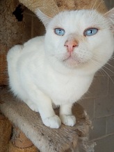 ASTRID, Katze, Europäisch Kurzhaar in Spanien - Bild 3