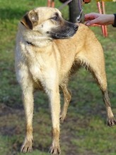 REBECCA, Hund, Mischlingshund in Rumänien - Bild 6