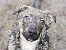 ERIC, Hund, Mischlingshund in Gefrees